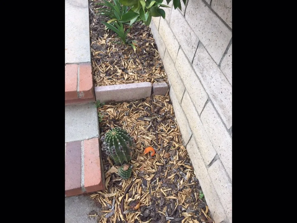 Top-rated landscape installation in Northridge, CA by The Plant Connection