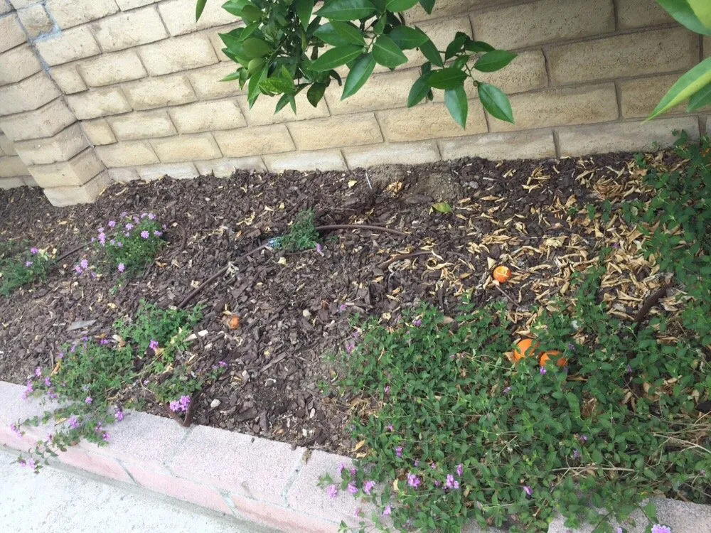 Professional lawn care service in Northridge, CA - The Plant Connection