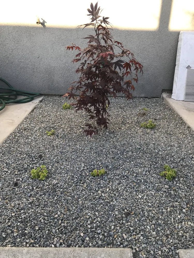 Trusted landscape design in Huntington Beach Ca, CA - The Plant Nerd