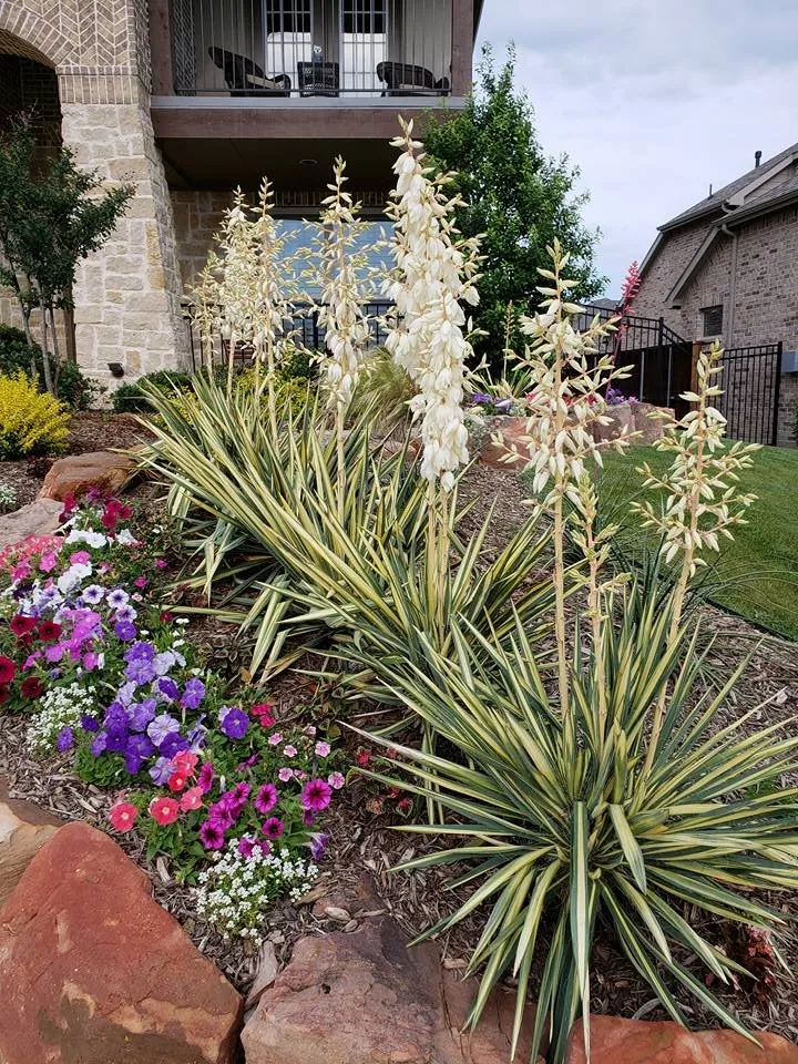Professional residential landscaping in Wylie, TX by The Planted Stone Landscaping