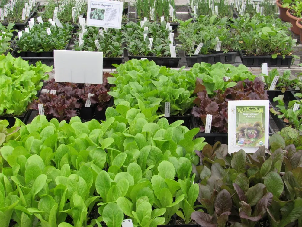 Top-rated outdoor landscaping in Groton, NY by The Plantsmen