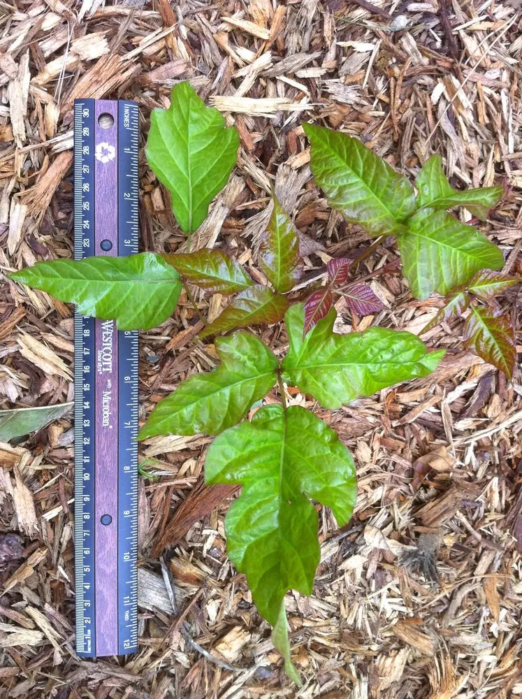 Top-rated outdoor landscaping in Boylston, MA - The Poison Ivy Guy