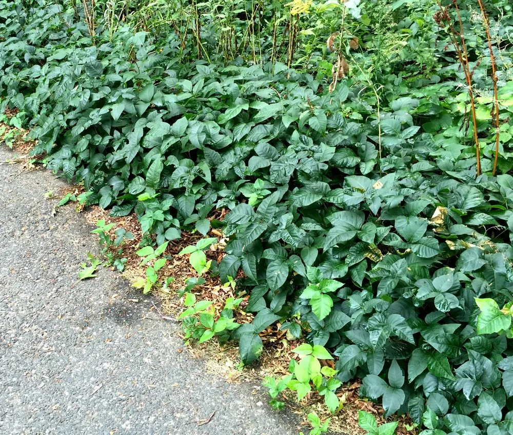 Top-rated yard cleanup service experts serving Boylston, MA - The Poison Ivy Guy