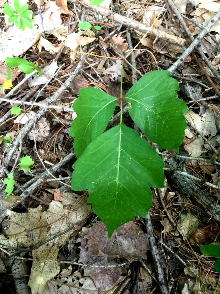 Local lawn care service for outdoor upgrades in Boylston, MA by The Poison Ivy Guy