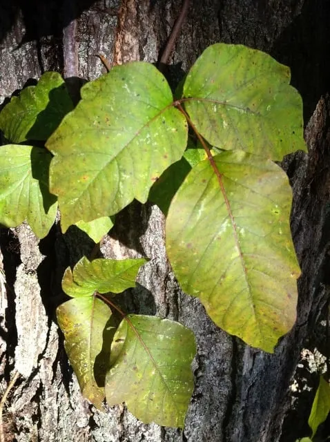 Professional lawn care service experts serving Boylston, MA - The Poison Ivy Guy