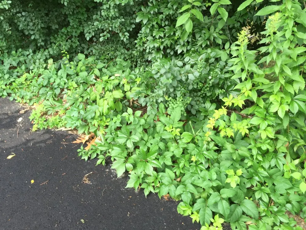 Reliable landscaping services near you in Boylston, MA by The Poison Ivy Guy