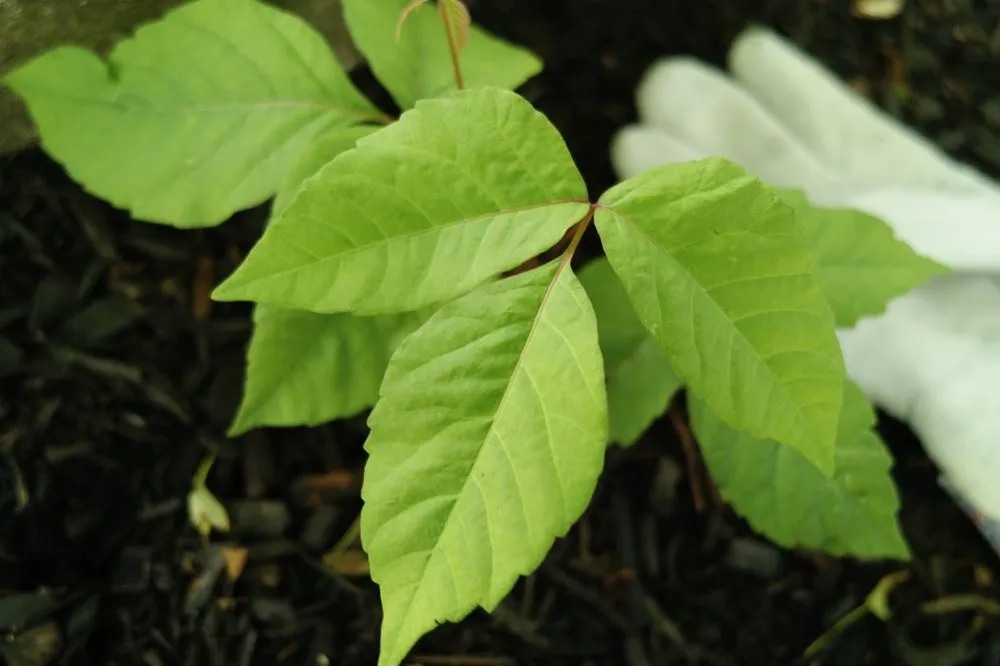 Affordable landscape design near you in Boylston, MA by The Poison Ivy Guy