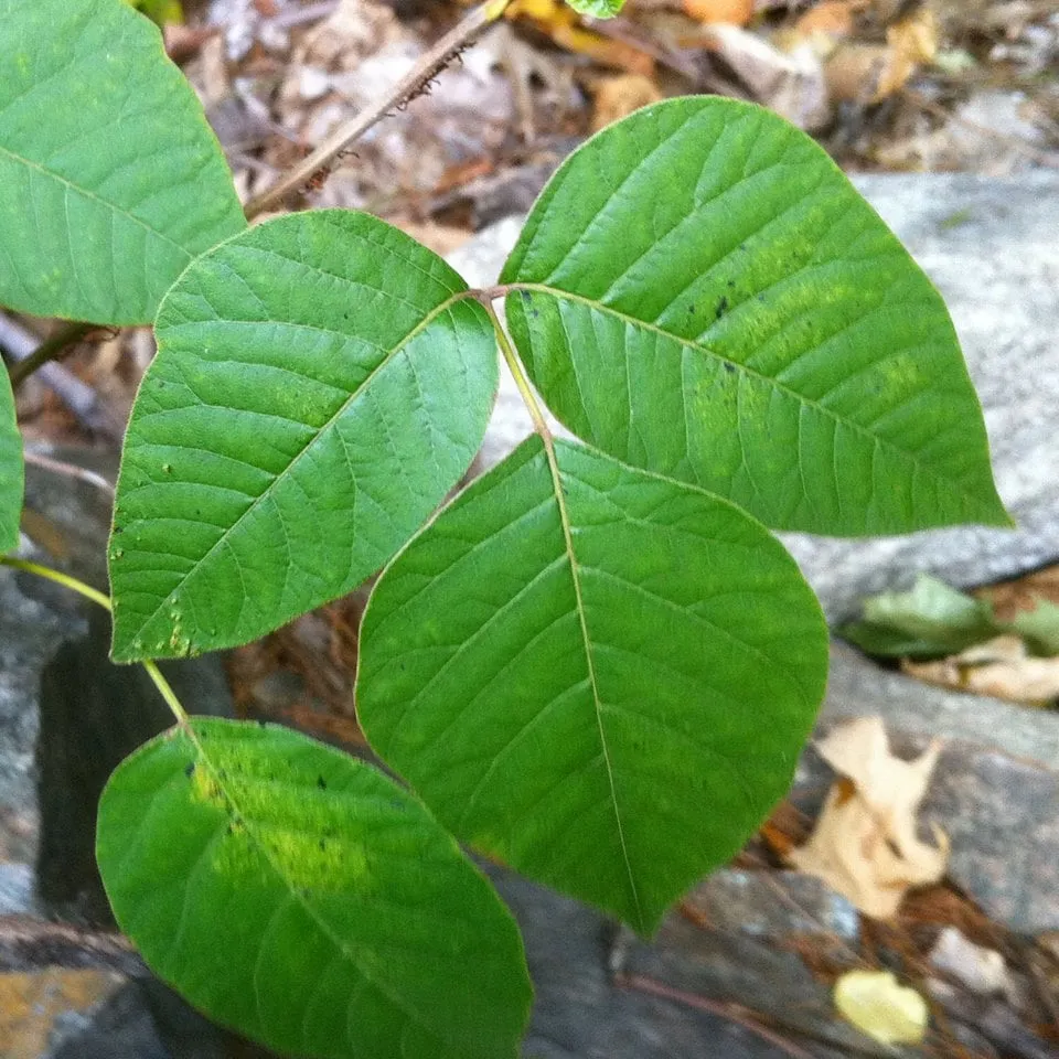 Trusted yard maintenance in Boylston, MA - The Poison Ivy Guy