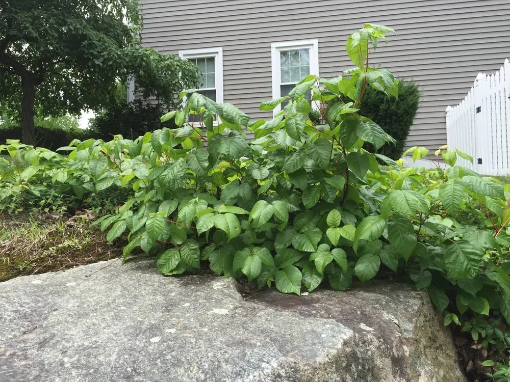 Reliable landscaping services with custom design in Boylston, MA by The Poison Ivy Guy