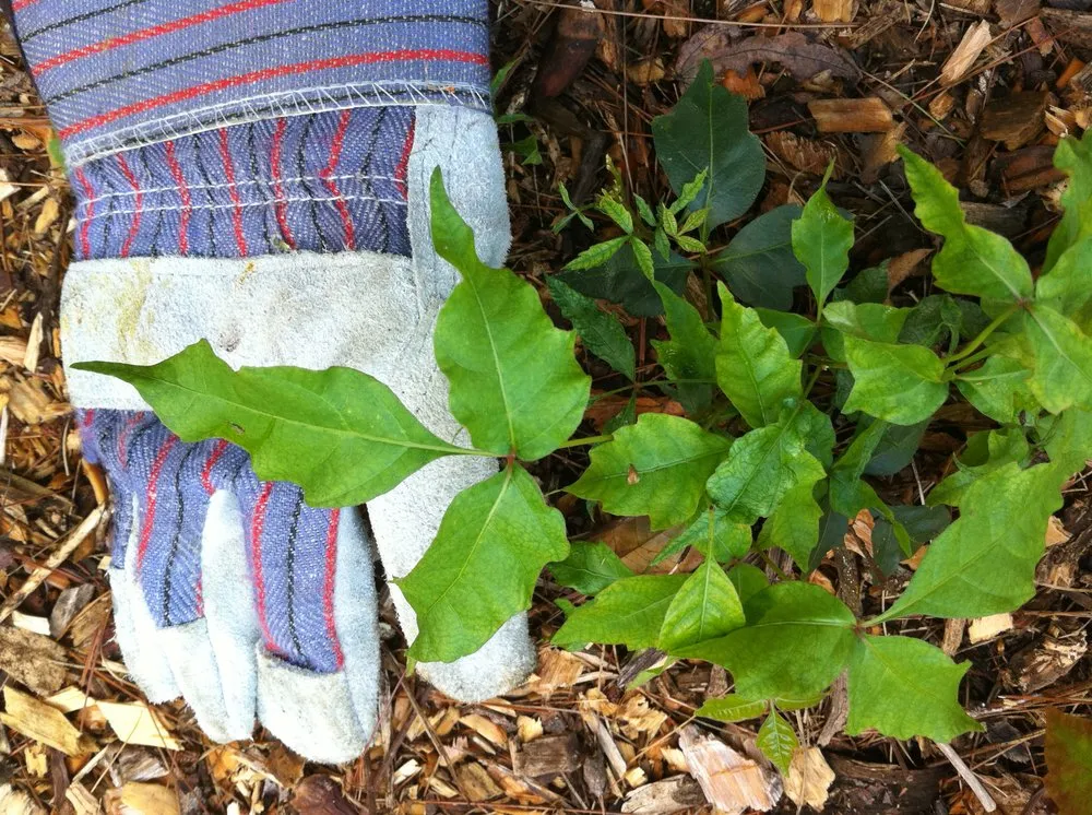 Custom garden landscaping in Boylston, MA - The Poison Ivy Guy
