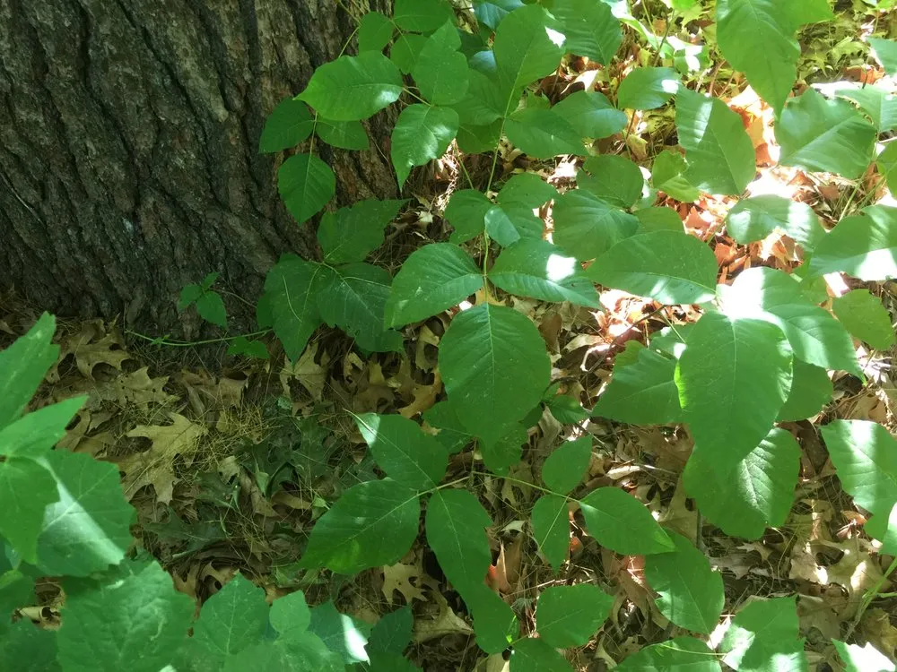 Reliable landscape design in Boylston, MA - The Poison Ivy Guy