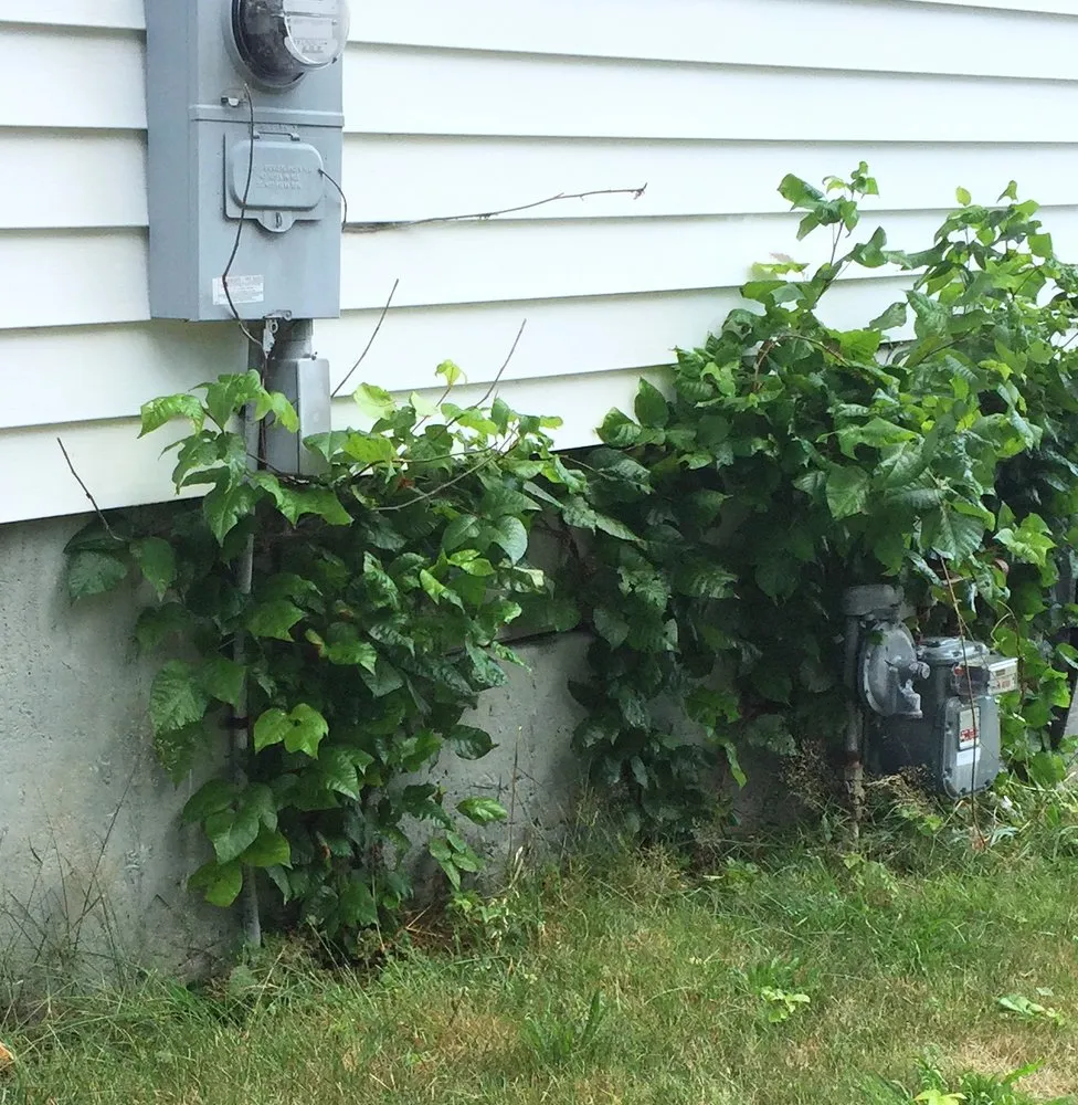Custom lawn mowing service for year-round maintenance across Boylston, MA - The Poison Ivy Guy