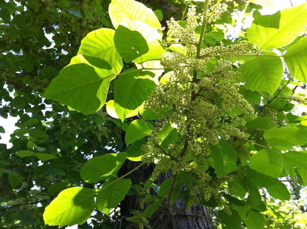 Reliable garden landscaping in Boylston, MA - The Poison Ivy Guy