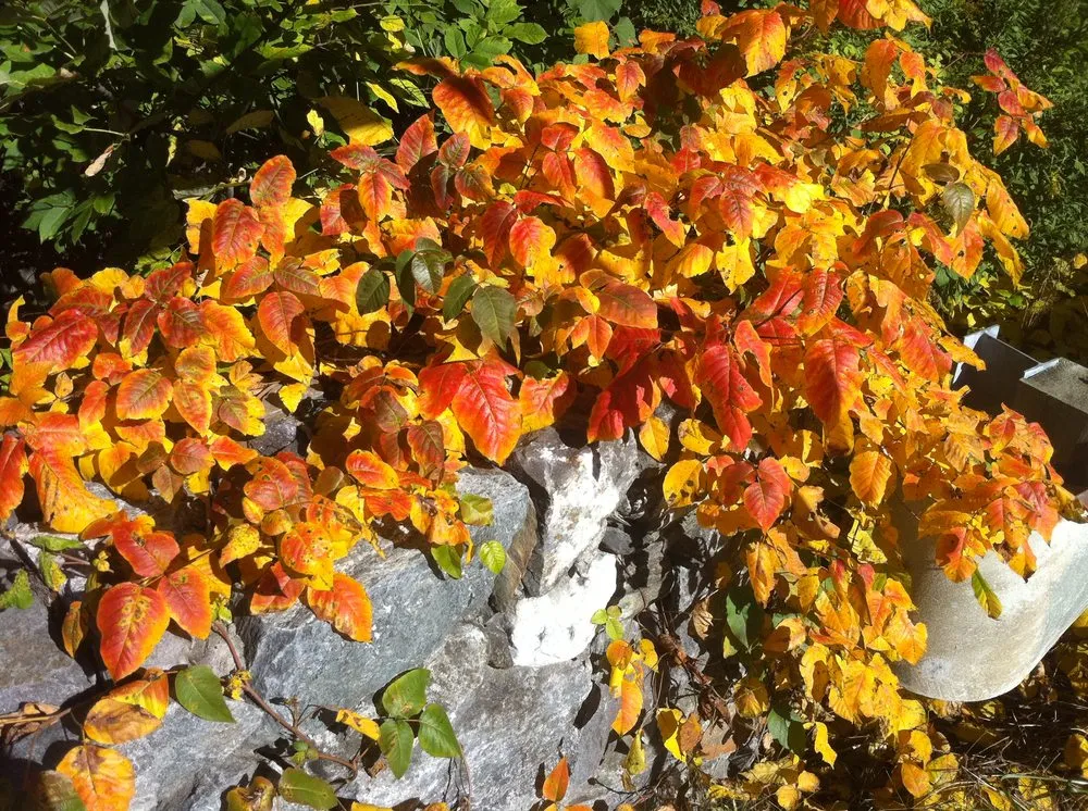 Affordable landscape installation near you in Boylston, MA by The Poison Ivy Guy