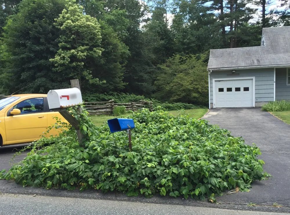 Expert lawn mowing service for year-round maintenance across Boylston, MA - The Poison Ivy Guy