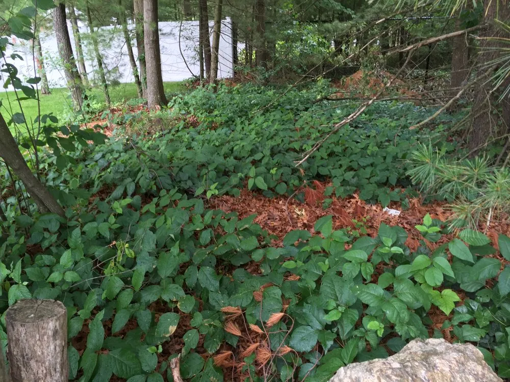 Local lawn care service near you across Boylston, MA - The Poison Ivy Guy
