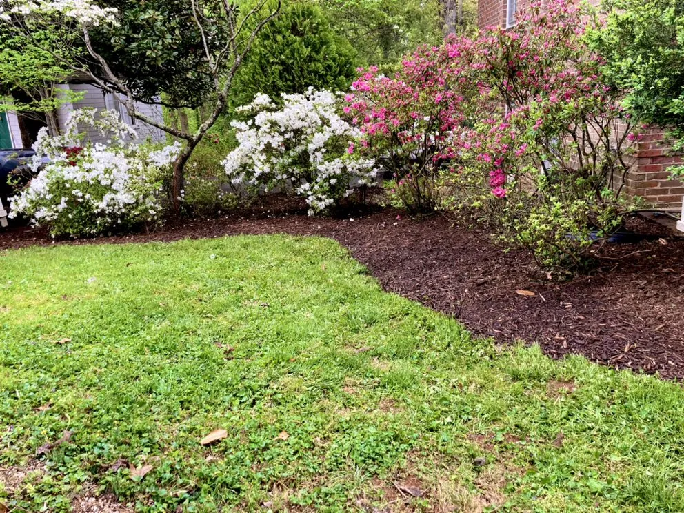 Expert yard cleanup service for homes in Ruckersville, VA by The Polite Guys