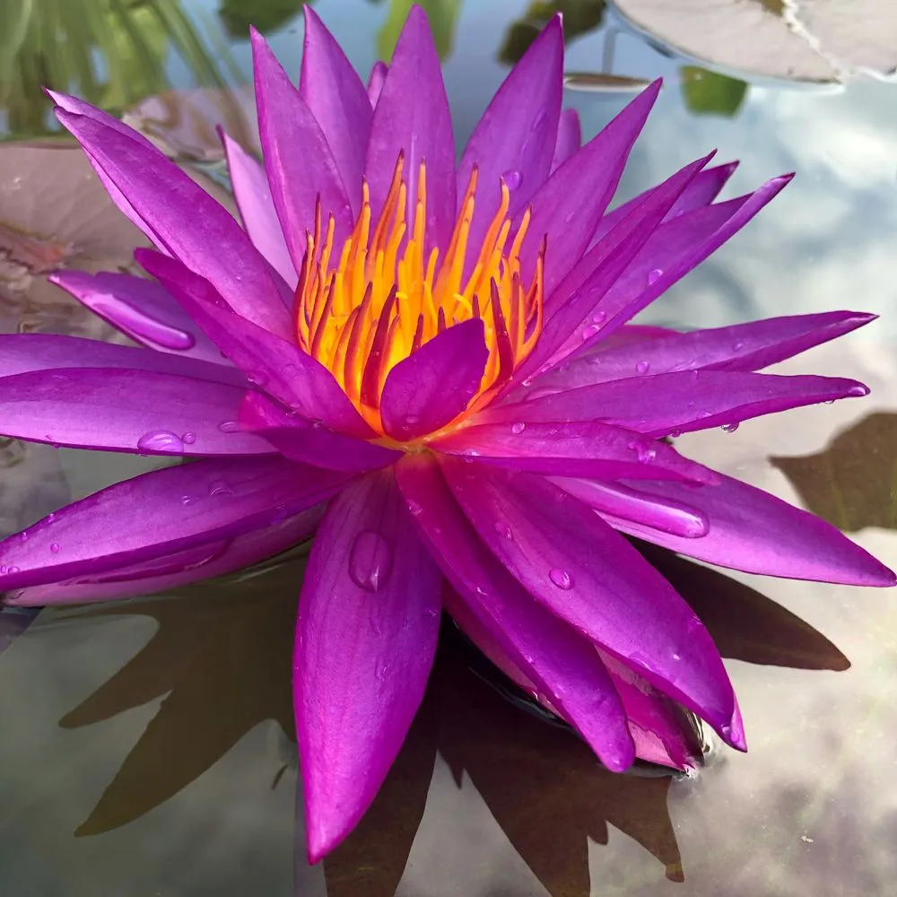 Affordable garden landscaping for outdoor upgrades in Munfordville, KY by The Pond Boy