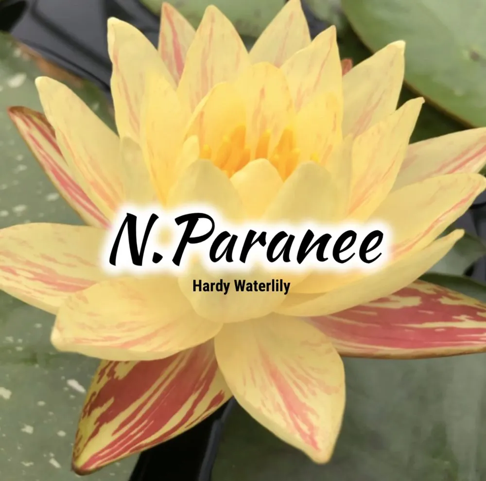 Professional yard cleanup service in Munfordville, KY by The Pond Boy