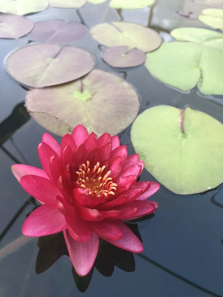 Local lawn care service for outdoor upgrades across Munfordville, KY - The Pond Boy