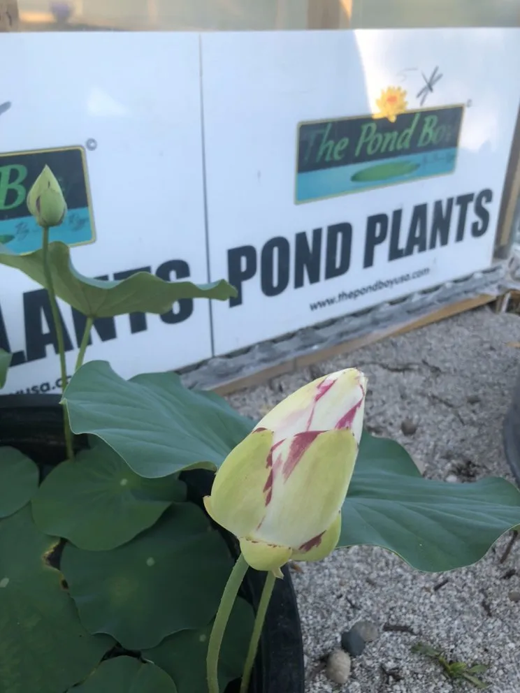 Reliable landscape installation in Munfordville, KY by The Pond Boy