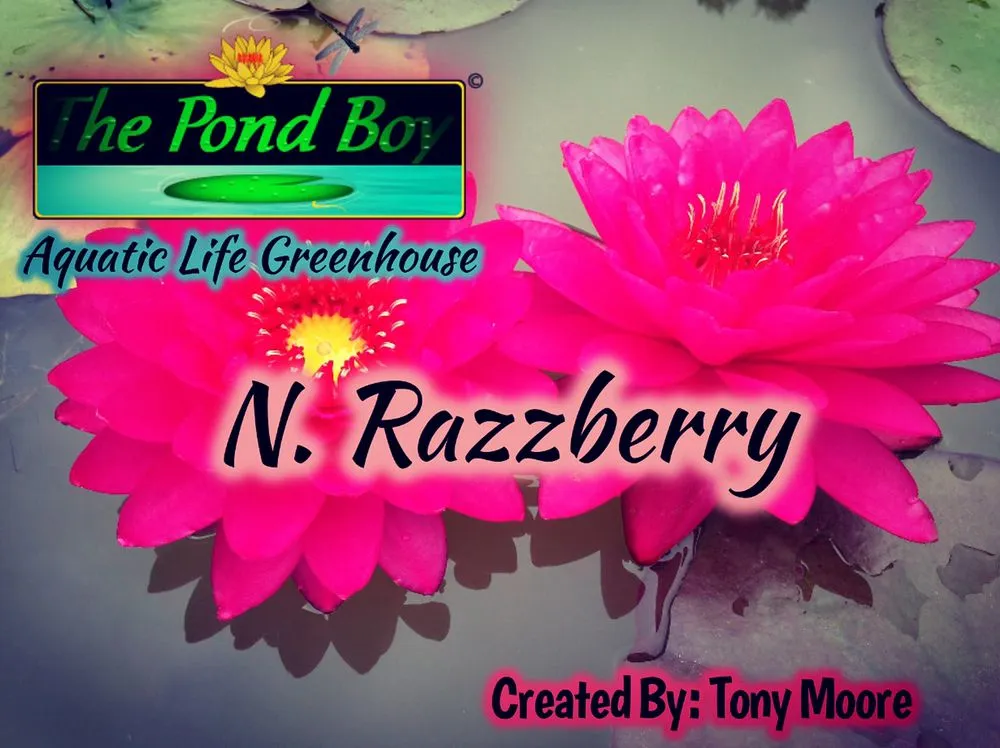 Custom outdoor landscaping with custom design across Munfordville, KY - The Pond Boy