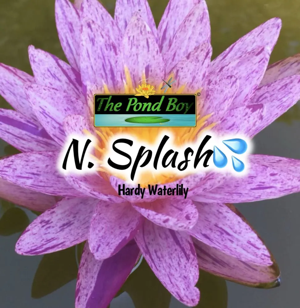 Reliable outdoor landscaping experts serving Munfordville, KY - The Pond Boy