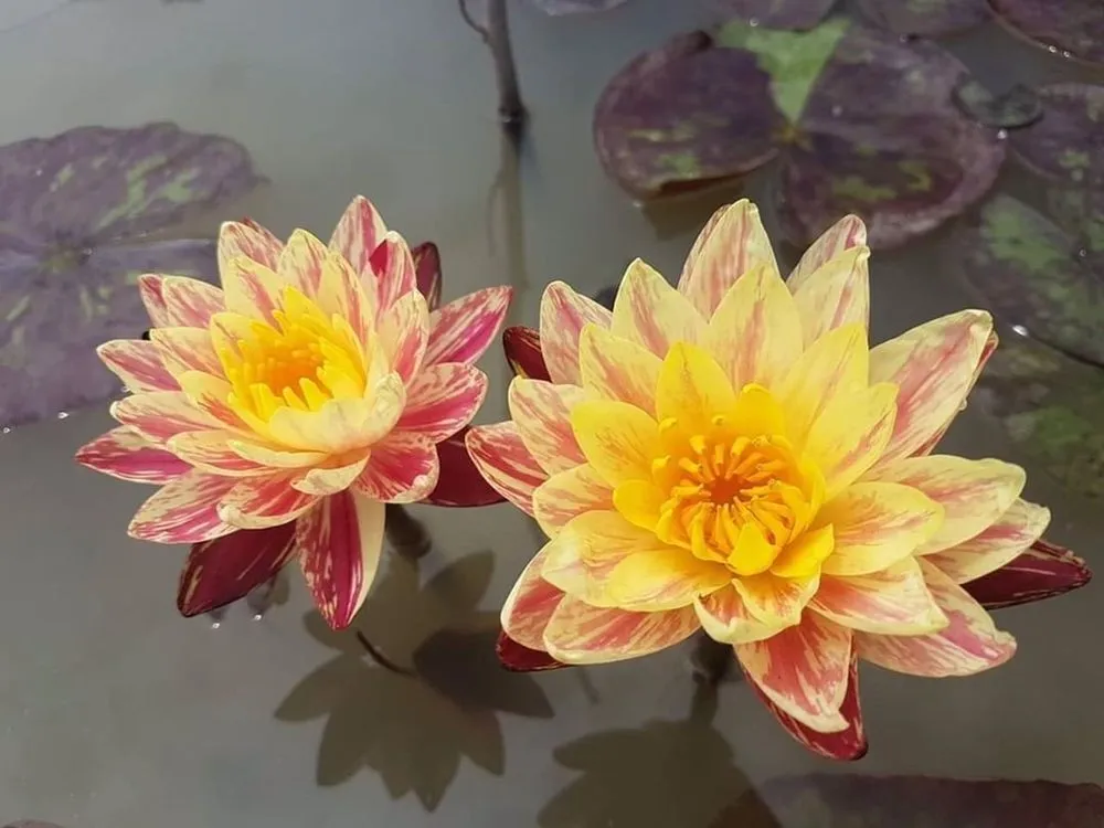 Local garden landscaping in Munfordville, KY - The Pond Boy