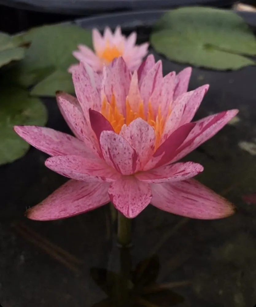 Top-rated garden landscaping near you in Munfordville, KY by The Pond Boy