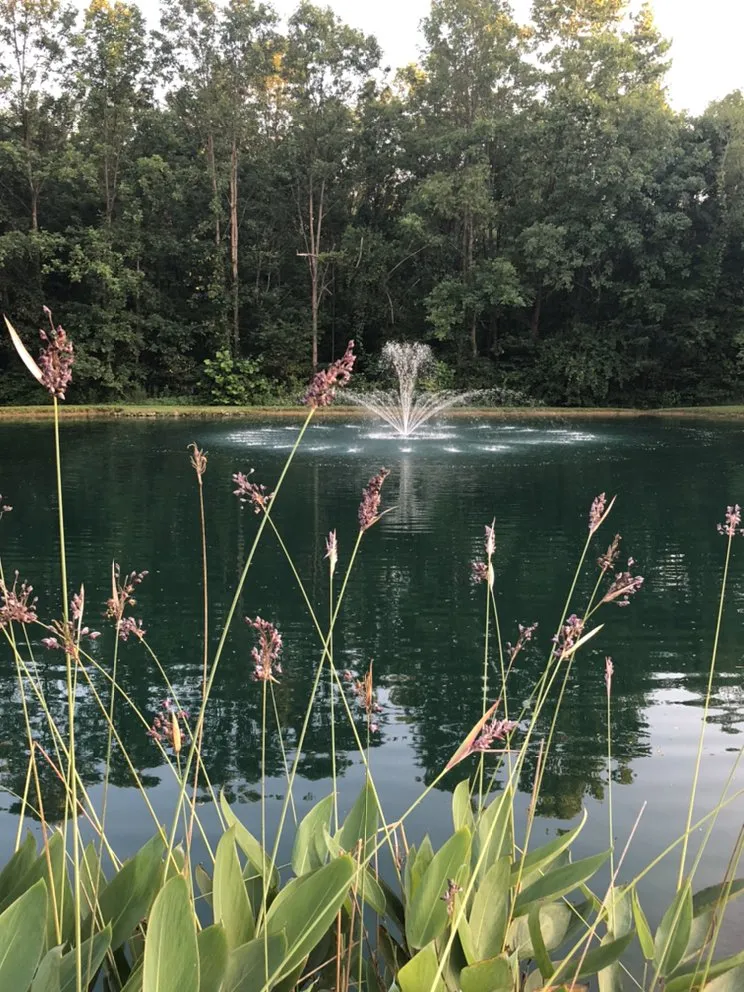 Custom yard cleanup service in Munfordville, KY - The Pond Boy