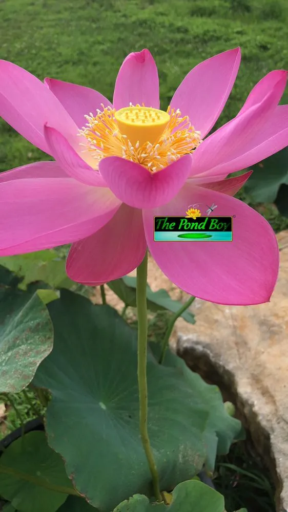 Expert residential landscaping experts serving Munfordville, KY - The Pond Boy