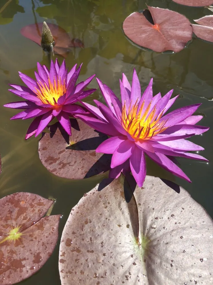 Top-rated yard maintenance in Munfordville, KY by The Pond Boy