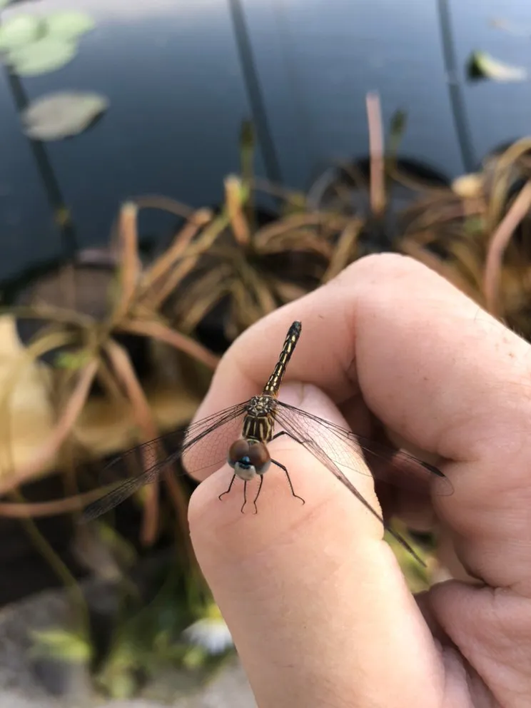 Reliable residential landscaping in Munfordville, KY - The Pond Boy