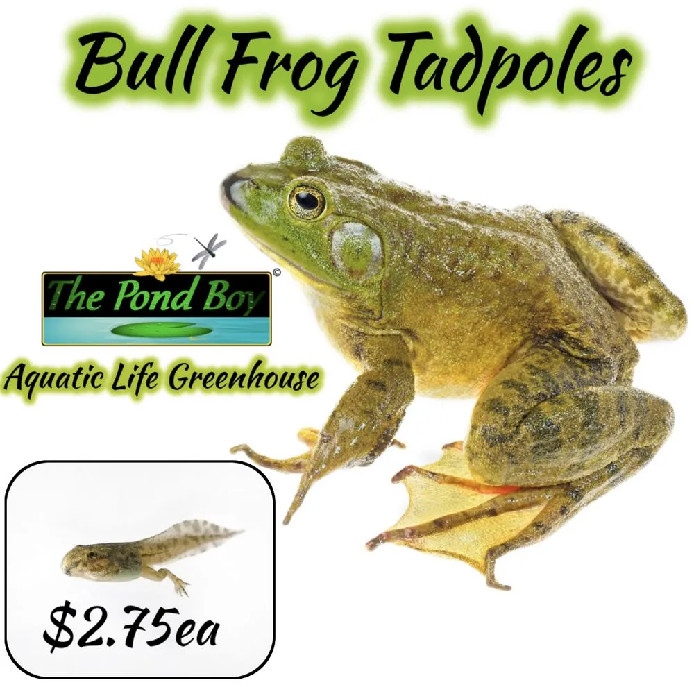 Affordable yard maintenance in Munfordville, KY by The Pond Boy