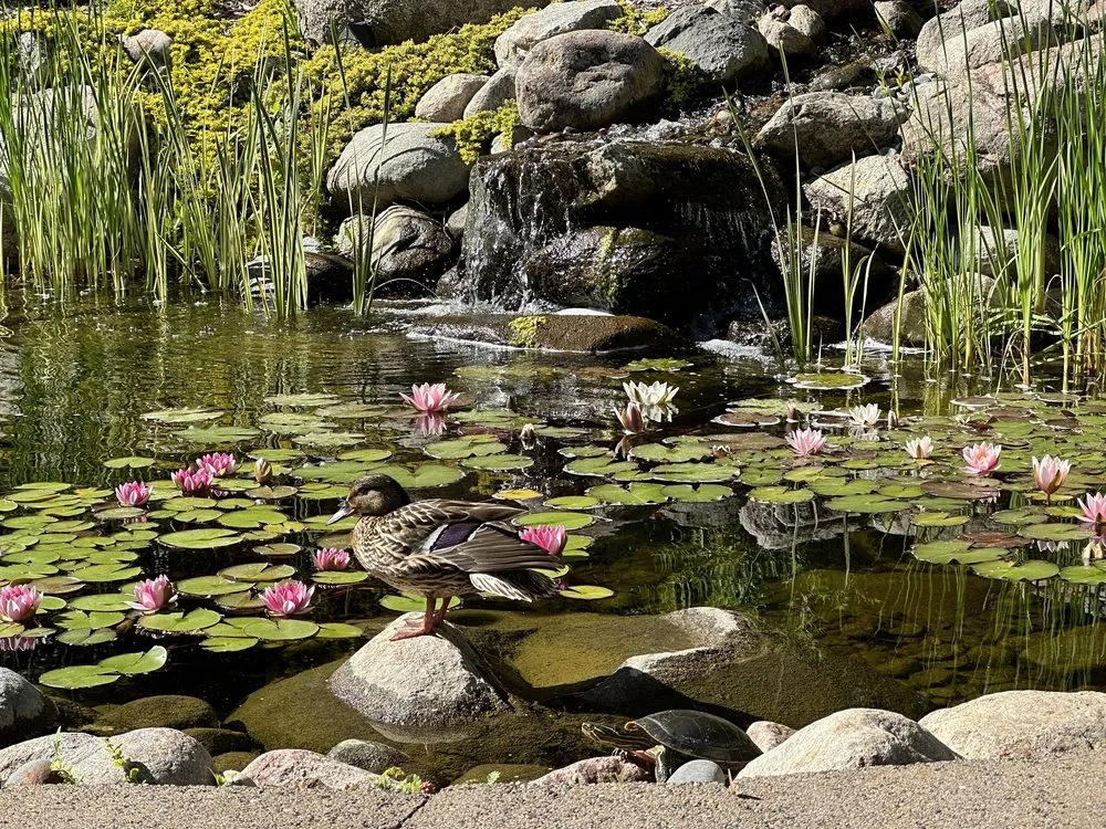 Local landscape design near you across Minneapolis, MN - The Pond Company