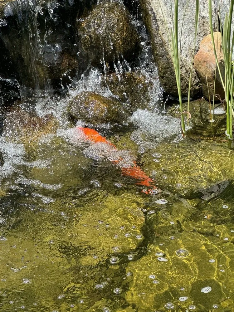 Local yard maintenance with custom design in Minneapolis, MN by The Pond Company