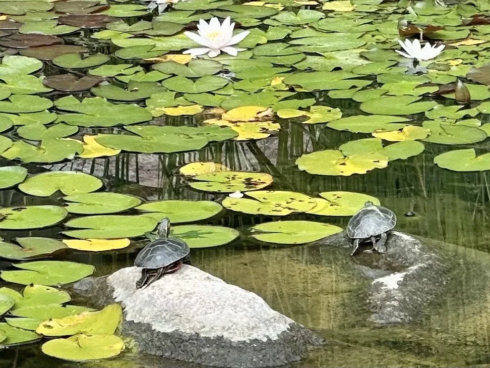 Expert yard maintenance in Minneapolis, MN - The Pond Company