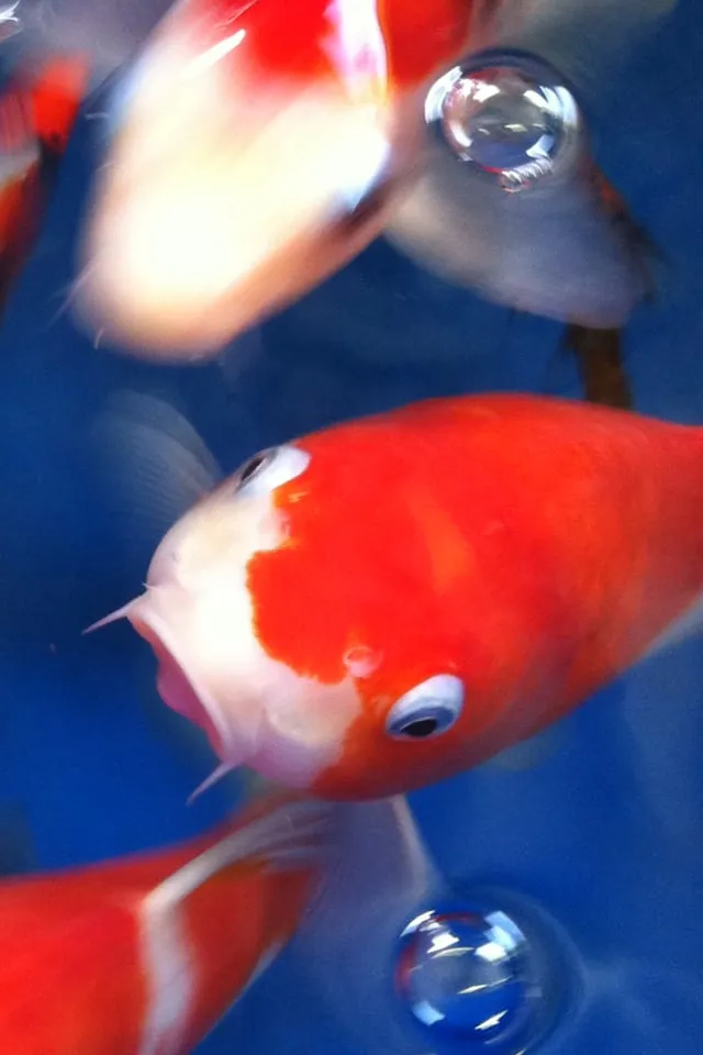 Affordable outdoor landscaping for residential properties across Cherry Valley, CA - The Pond Digger