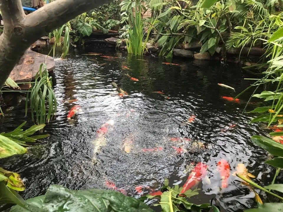 Reliable outdoor landscaping with custom design across Cherry Valley, CA - The Pond Digger