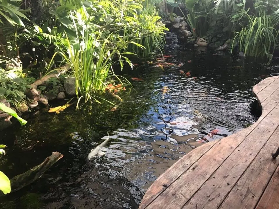 Local yard maintenance for year-round maintenance in Cherry Valley, CA by The Pond Digger