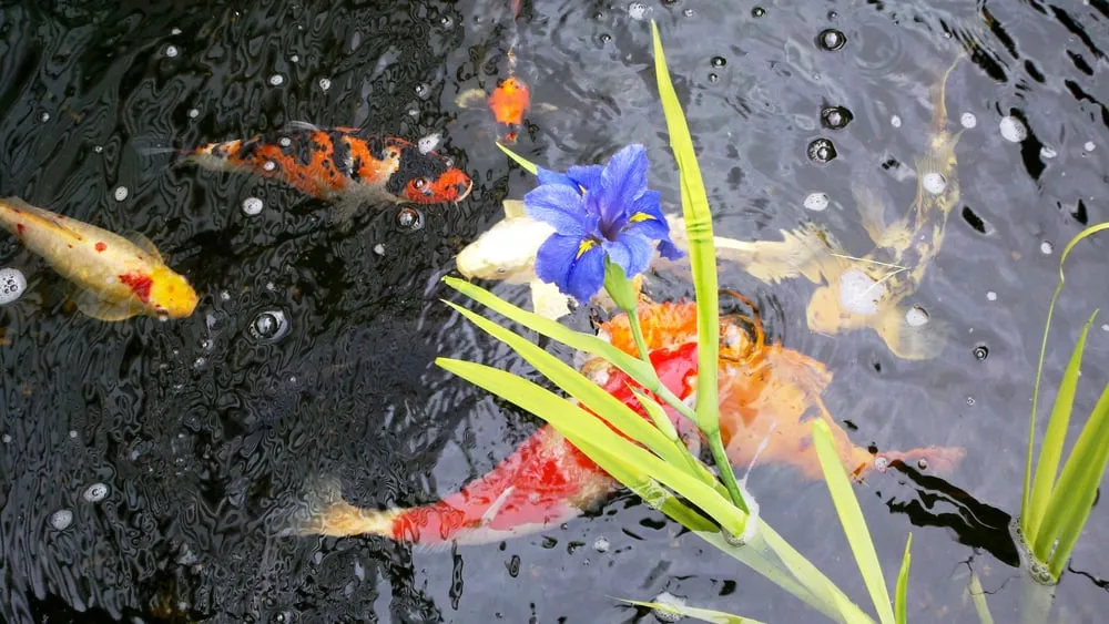 Local lawn care service in Cherry Valley, CA by The Pond Digger