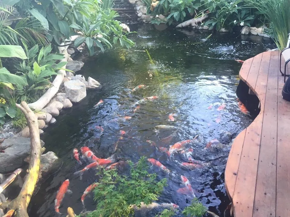 Reliable landscape design for homes in Cherry Valley, CA by The Pond Digger