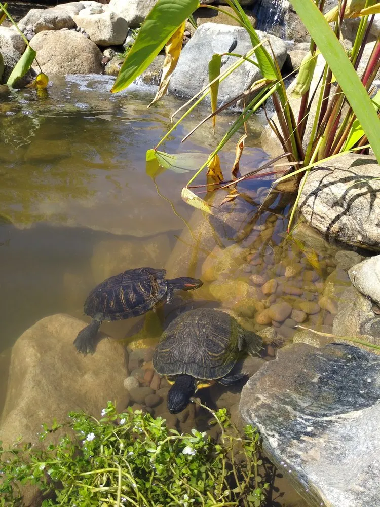 Custom lawn mowing service for year-round maintenance across Cherry Valley, CA - The Pond Digger