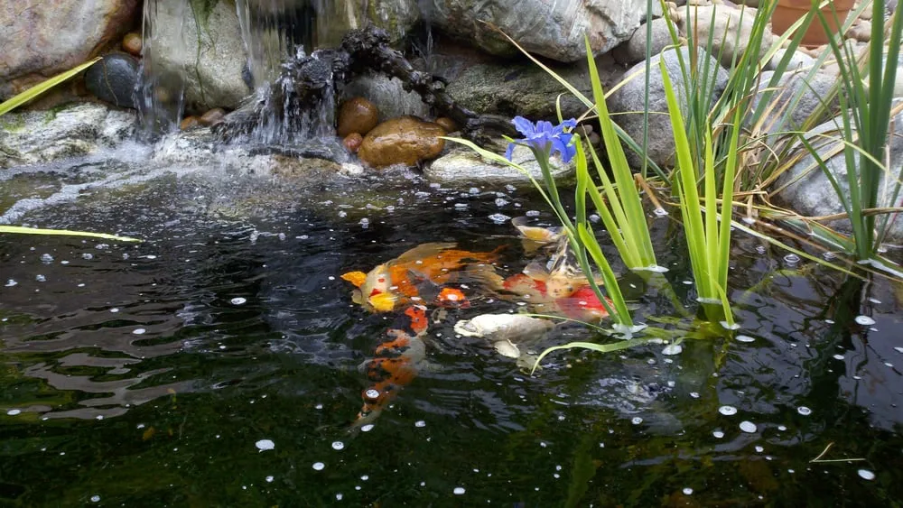 Top-rated garden landscaping for year-round maintenance across Cherry Valley, CA - The Pond Digger