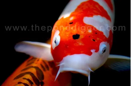 Reliable landscape installation experts serving Cherry Valley, CA - The Pond Digger