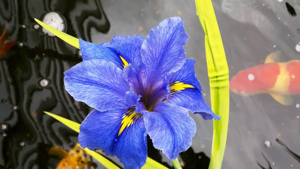 Custom landscaping services for year-round maintenance in Cherry Valley, CA by The Pond Digger