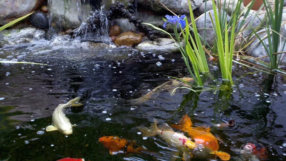 Reliable outdoor landscaping in Cherry Valley, CA by The Pond Digger