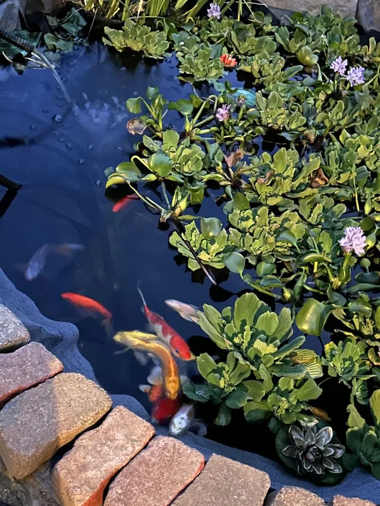 Local yard maintenance experts serving Ellicott City, MD - The Pond Fighter