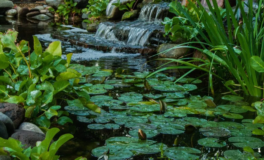 Custom landscaping services experts serving Peoria, AZ - The Pond Gnome