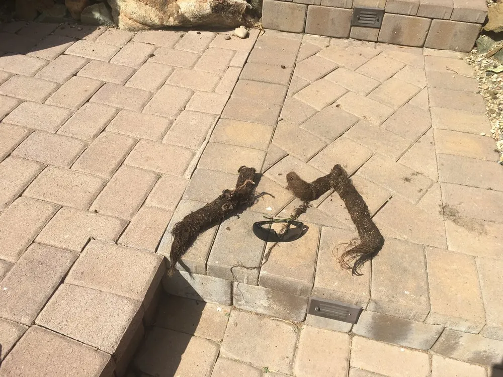 Trusted lawn care service in Peoria, AZ by The Pond Gnome